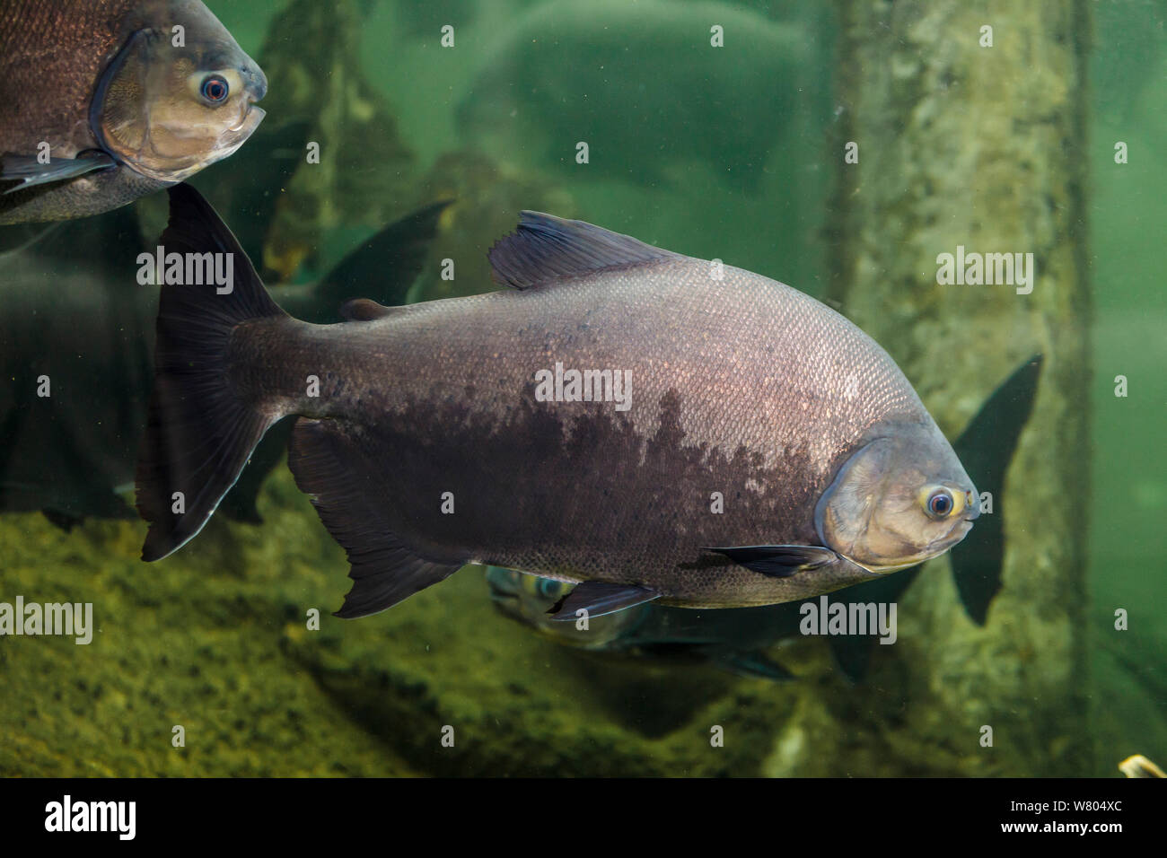 Pesce di sala di risveglio (Colossoma macropomum),captive si verifica nel Sud America. Foto Stock
