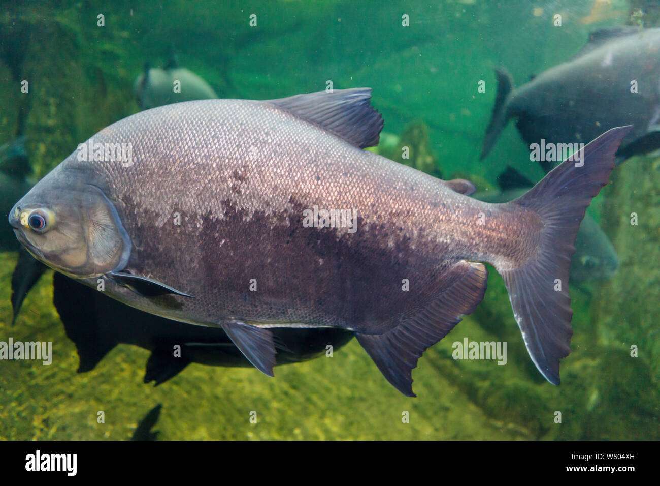 Pesce di sala di risveglio (Colossoma macropomum),captive si verifica nel Sud America. Foto Stock