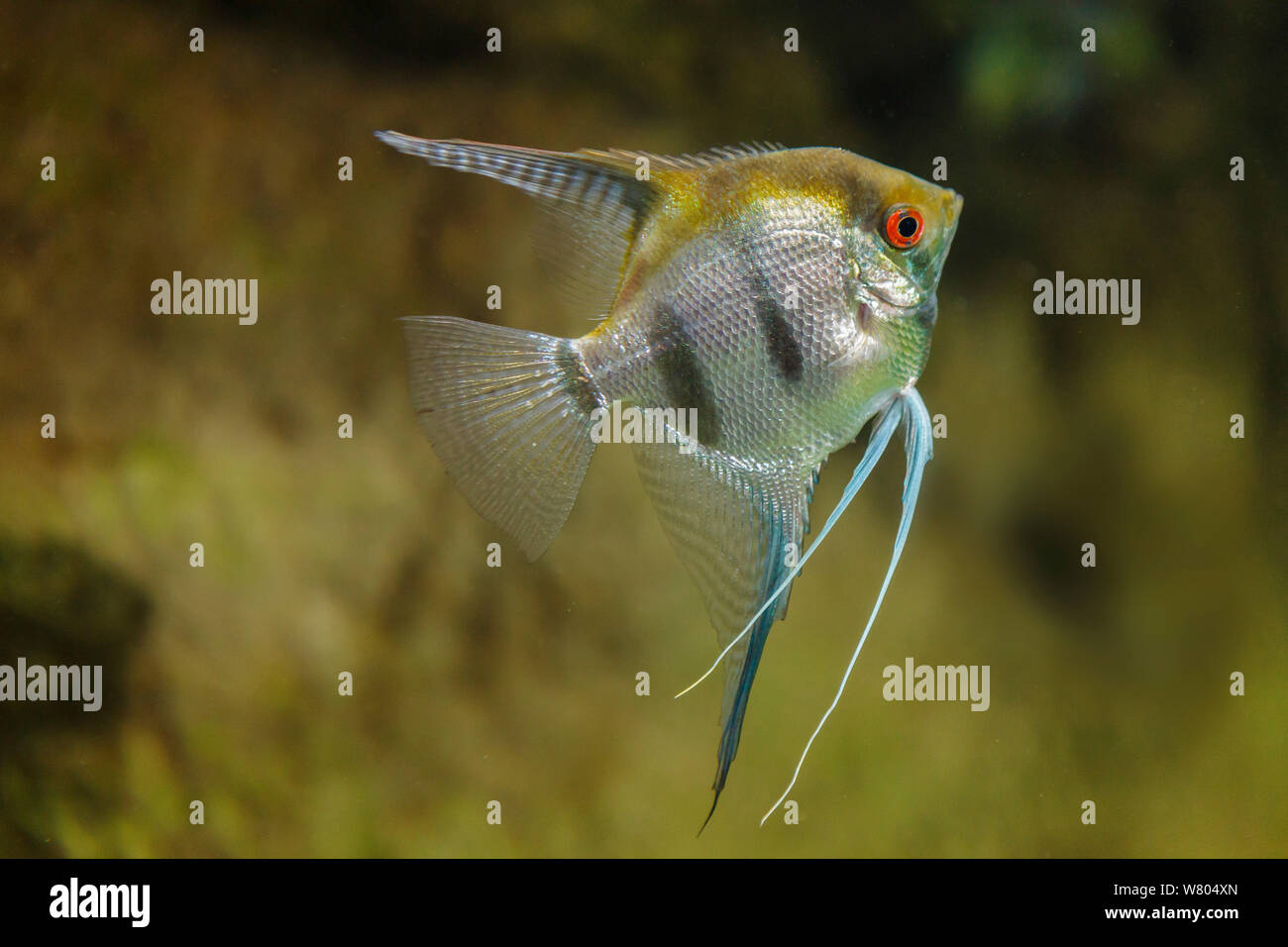 Freshwater angelfish (Pterophyllum scalare) captive, avviene in Sud America. Foto Stock
