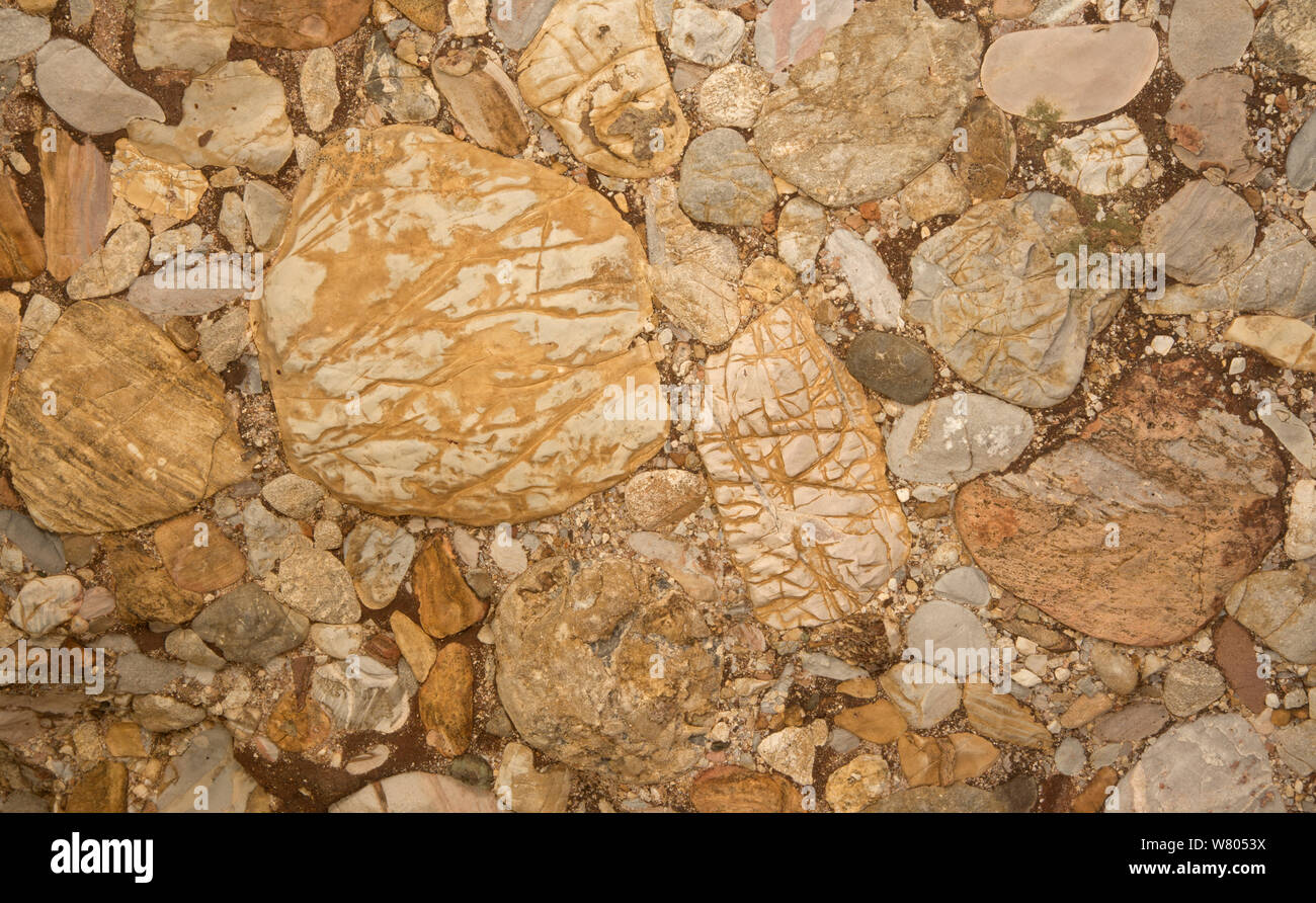 Leesburg conglomerato, roccia sedimentaria conglomerato polymictic. Formato nella Rift valley formata quando la piastra africana split dal Nord America placca nel Triassico, trovata nei pressi di Leesburg, Virginia, Stati Uniti d'America. Foto Stock