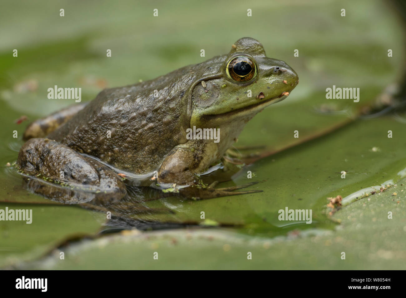 American bullfrog (Rana catesbeiana) in acqua, Virginia, USA, maggio. Foto Stock