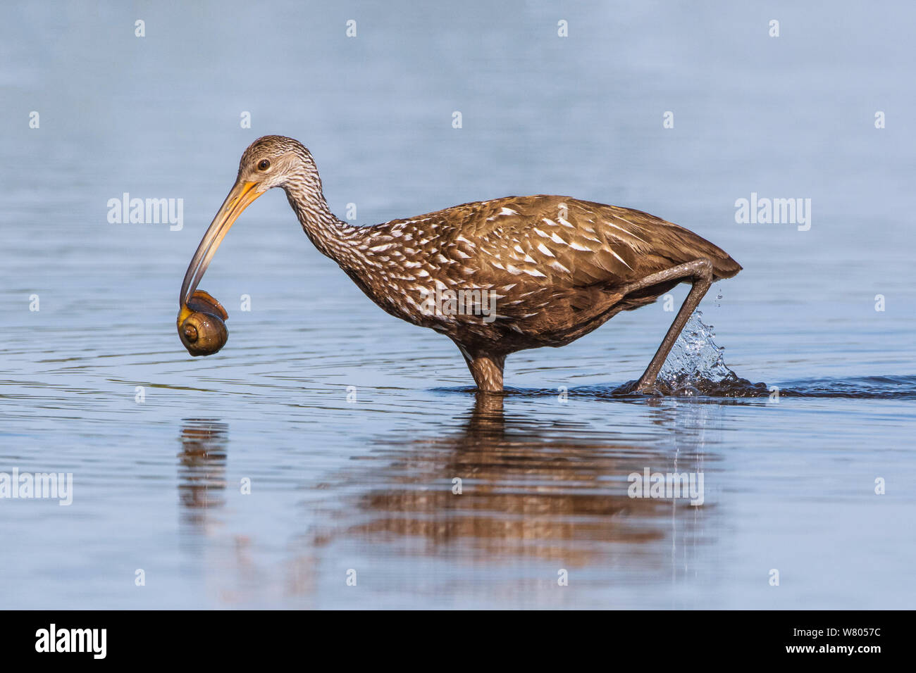 Limpkin (Aramus guarauna) con preda di lumaca, Myakka River State Park, Florida, Stati Uniti d'America, Marzo. Foto Stock