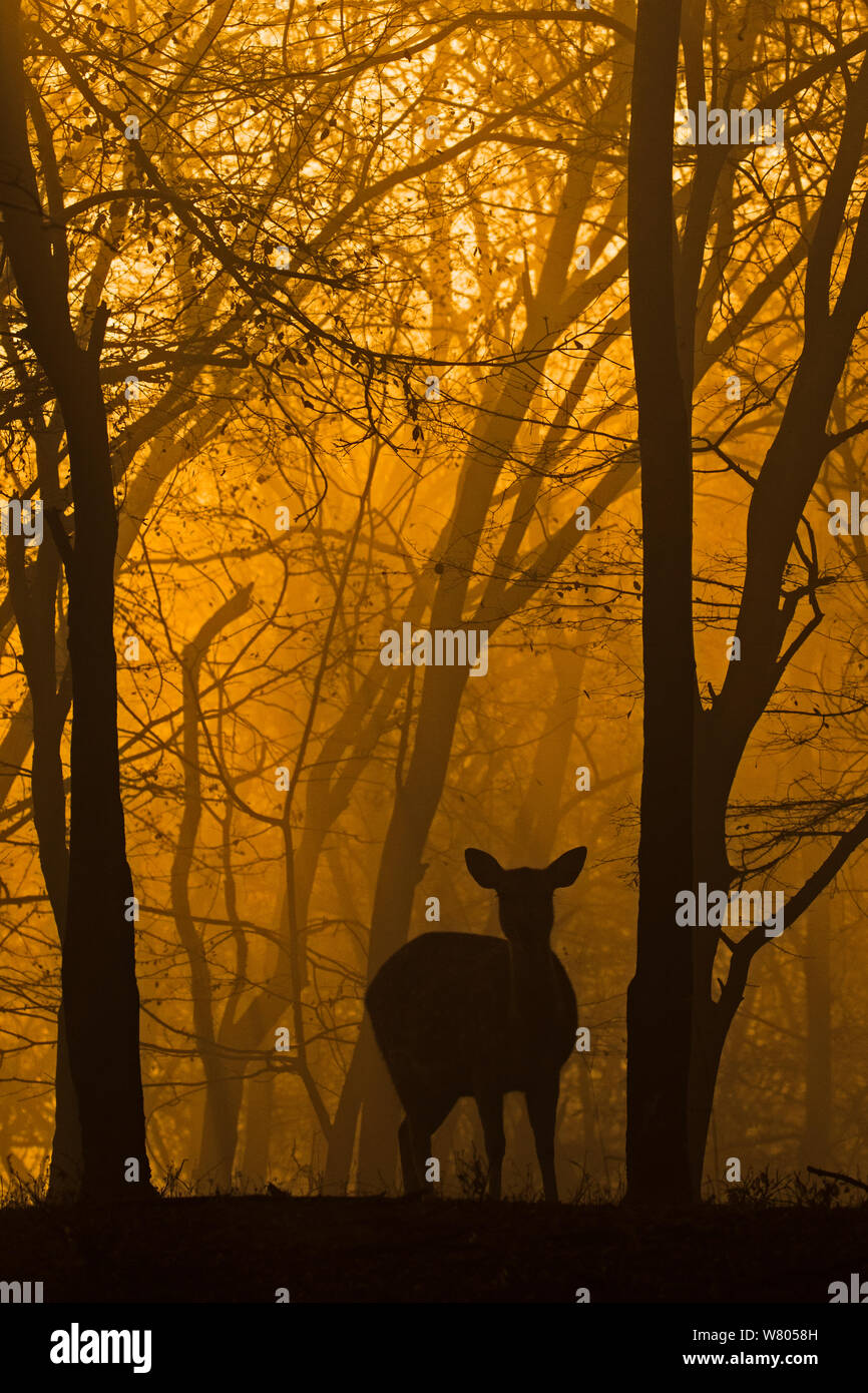 Chital cervi (asse asse) stagliano nella foresta di sunrise, Ranthambhore, India Foto Stock