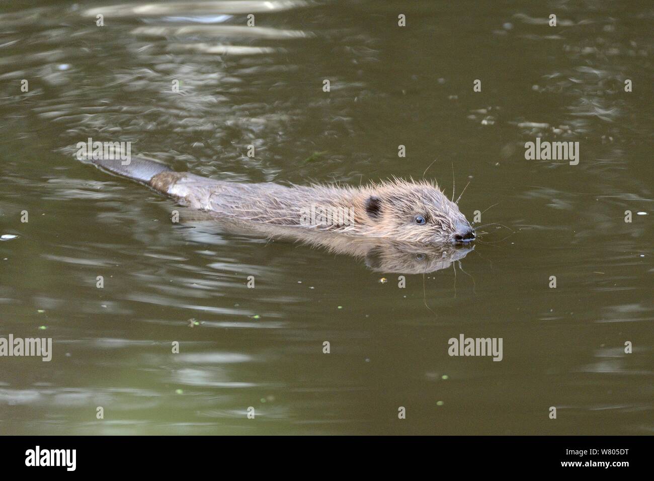 Giovani Eurasian castoro (Castor fiber) kit nuoto al crepuscolo, nato nel selvaggio sulla Lontra di fiume, parte di un progetto di rilascio gestito dal Devon Wildlife Trust, Devon, Inghilterra, Regno Unito, Agosto 2015. Foto Stock