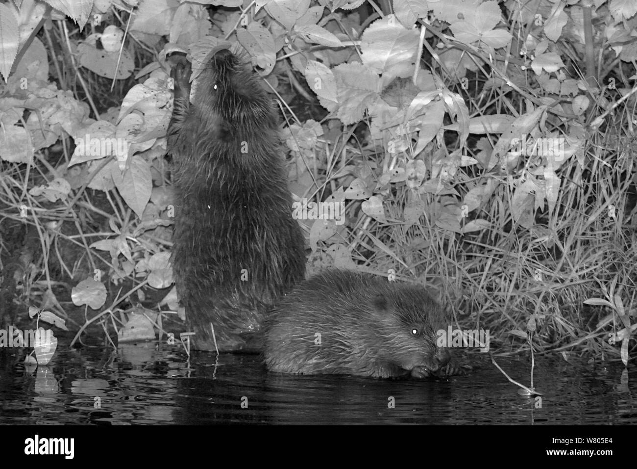 Due Eurasian castoro (Castor fiber) Alimentazione kit di notte, nato nel selvaggio sulla Lontra di fiume, parte di un progetto di rilascio gestito dal Devon Wildlife Trust, Devon, Inghilterra, Regno Unito, Agosto 2015. Foto Stock