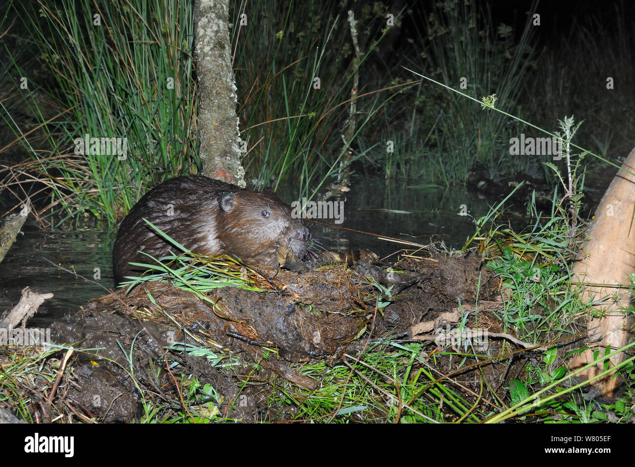 Eurasian castoro (Castor fiber) aggiunta di un ramo per la sua diga di notte, parte del Devon Wildlife Trust&#39;s Devon Beaver Progetto, Inghilterra, Regno Unito, maggio. Prese con una telecamera remota. Foto Stock