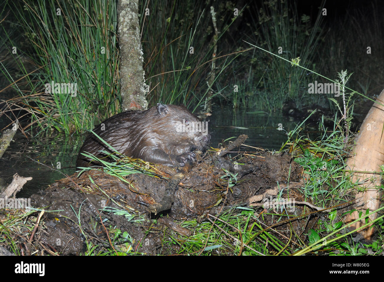 Eurasian castoro (Castor fiber) aggiunta di un ramo per la sua diga di notte, parte del Devon Wildlife Trust&#39;s Devon Beaver Progetto, Inghilterra, Regno Unito, maggio. Prese con una telecamera remota. Foto Stock