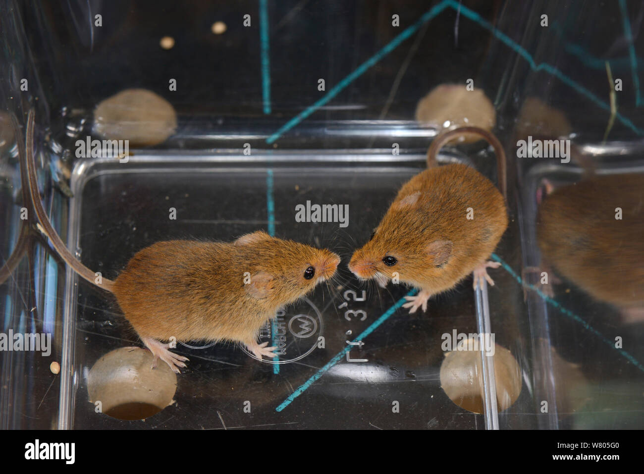 Due topi raccolto (Micromys minutus) da una colonia di cattività selezionato per il rilascio a un campo sito, Moulton College Northampton, Regno Unito, Giugno. Foto Stock