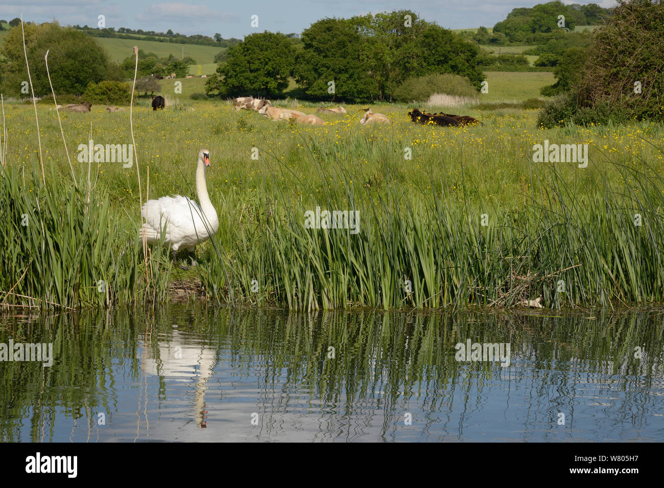 Cigno (Cygnus olor) cob in piedi sulle rive del fiume Avon con il pascolo di bestiame in background, Cavendish, Wiltshire, Regno Unito, Giugno. Foto Stock