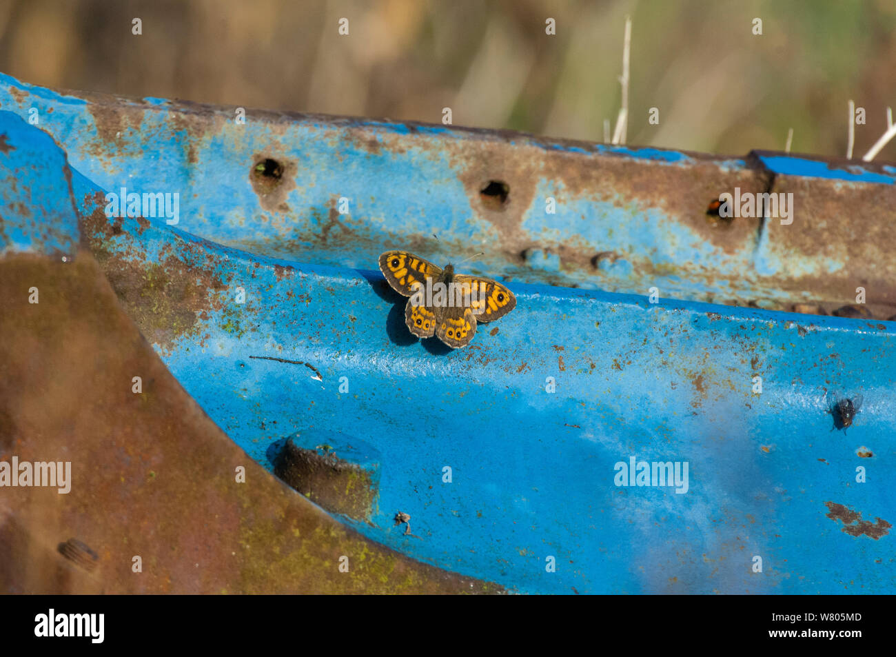 Parete farfalla marrone (Lasiommata megera) crogiolarsi su rusty farm machinery, Norfolk, Inghilterra, Agosto. Foto Stock