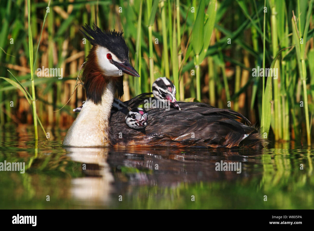 Svasso maggiore (Podiceps cristatus) portante due pulcini sul retro, Paesi Bassi, Foto Stock