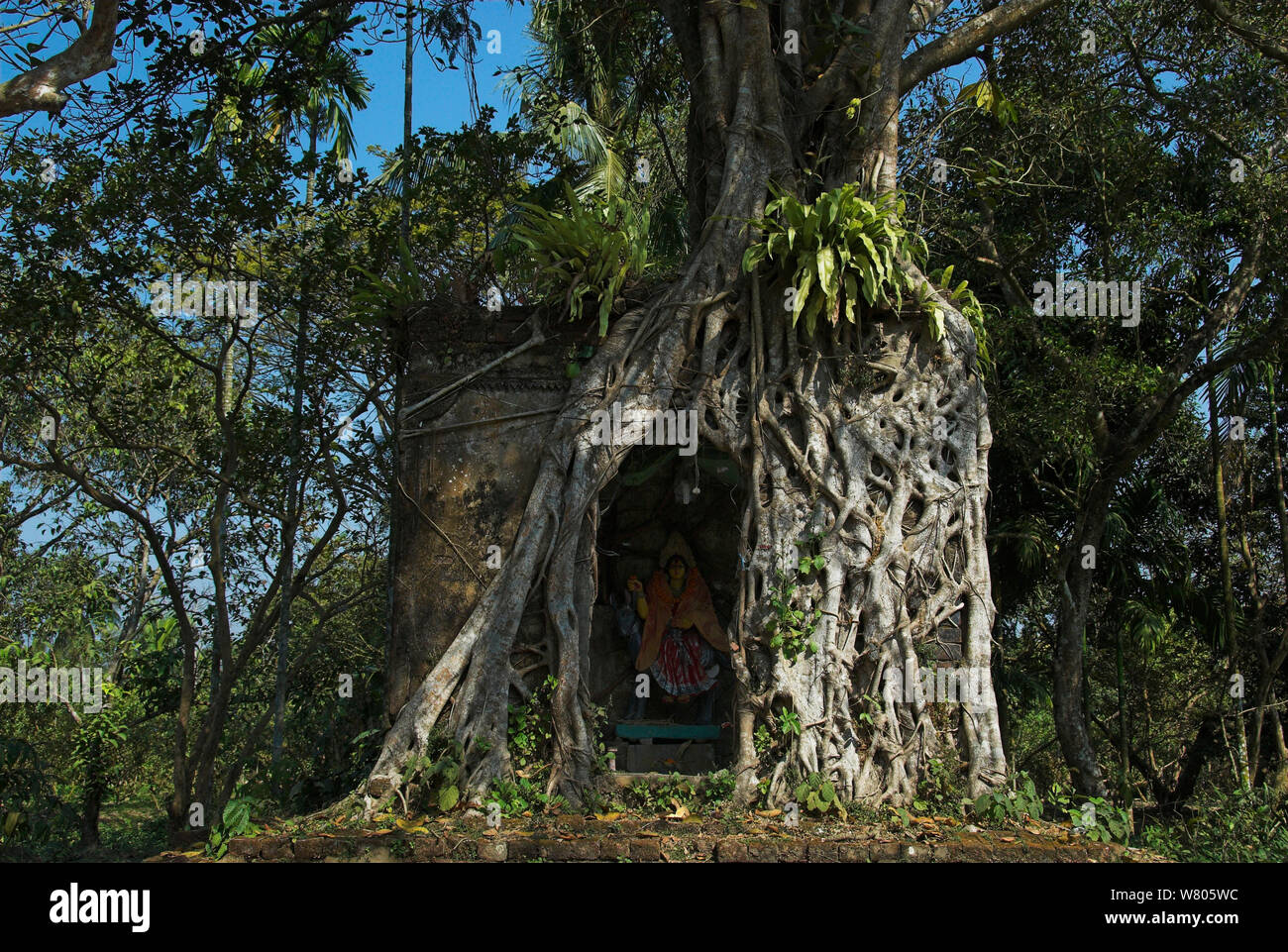 Indù santuario della dea Sitala ricoperta dalle radici di un indiano banyan tree (Ficus benghalensis), West Bengal, India. Gennaio. Foto Stock