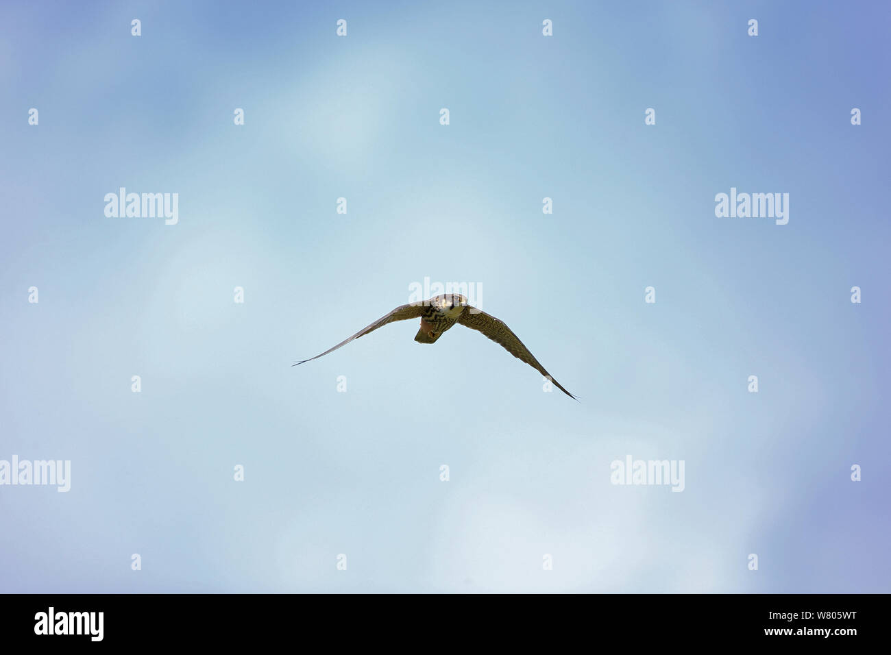 Hobby (Falco Subbuteo®) in volo, Suffolk, Inghilterra, Regno Unito, maggio. Foto Stock