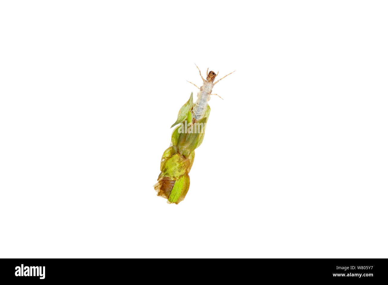 Caddisfly (tricotteri) larva con foglie caso, Worcestershire, England, Regno Unito, maggio. Foto Stock