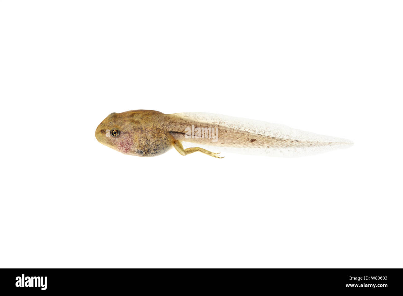 Rana comune (Rana temporaria) nel processo di metamorfosi da larva in capretti, Barnt Green, Worcestershire, Regno Unito, maggio Foto Stock
