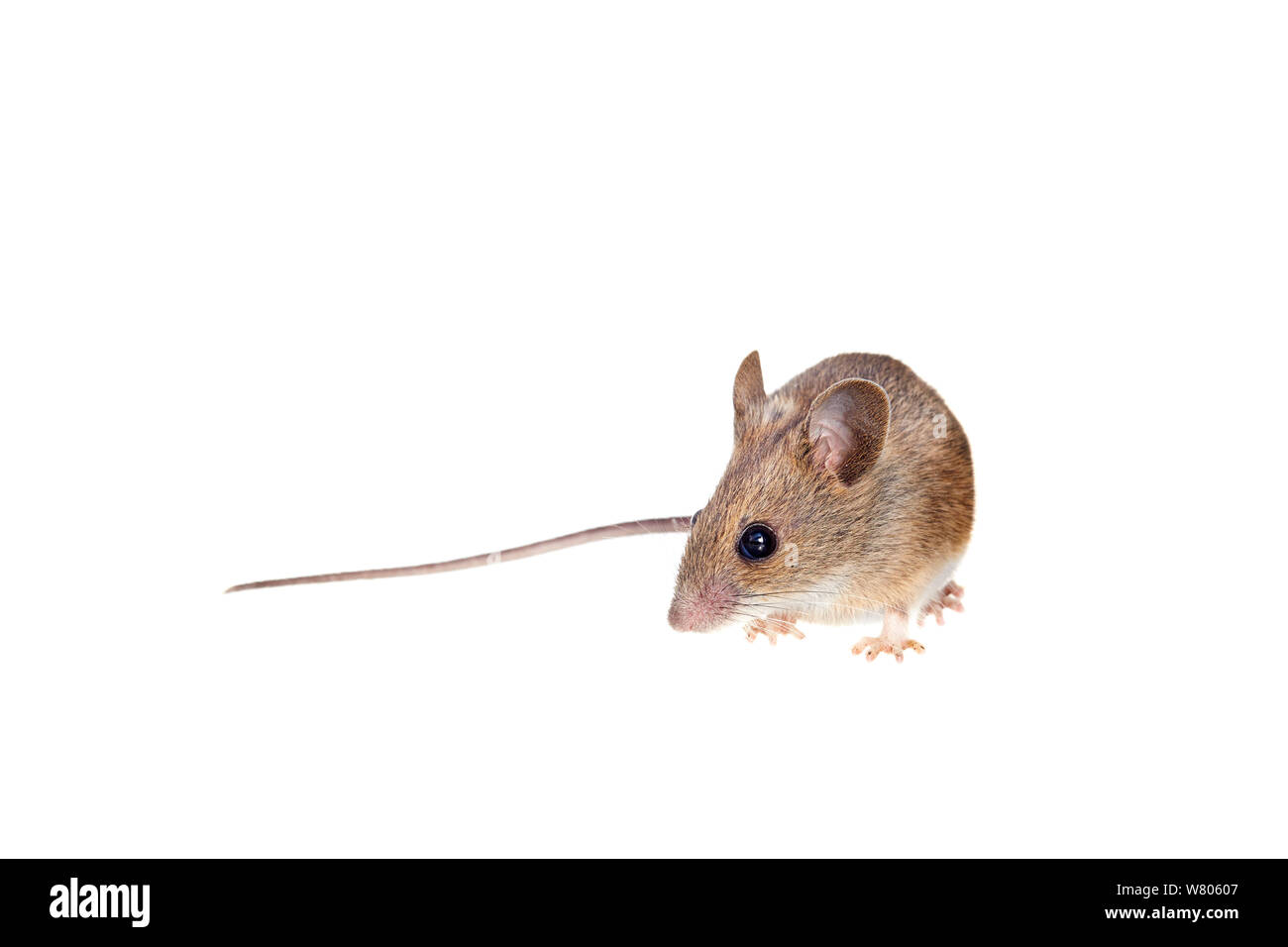 Mouse di legno (Apodemus sylvaticus) Worcestershire, England, Regno Unito, maggio, Foto Stock