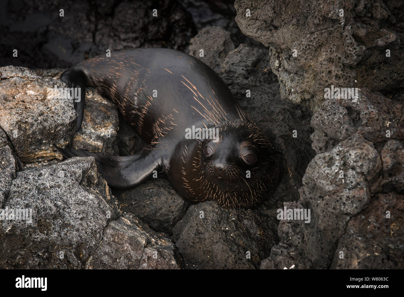 Le Galapagos pelliccia sigillo (Arctocephalus galapagoensis) appoggiato sulle rocce, Galapagos. Foto Stock
