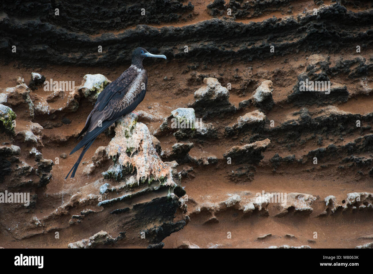 Magnifica frigatebird (Fregata magnificens) femmina arroccato sulla scogliera, Galapagos. Foto Stock