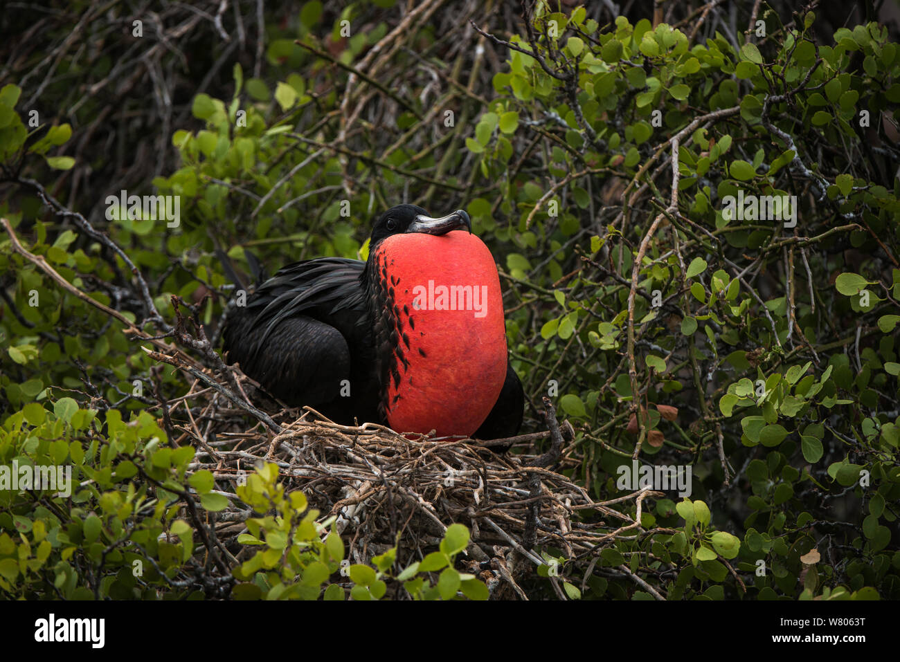 Magnifica frigatebird (Fregata magnificens) maschio con sacchetto gonfiato su NEST, Galapagos. Foto Stock