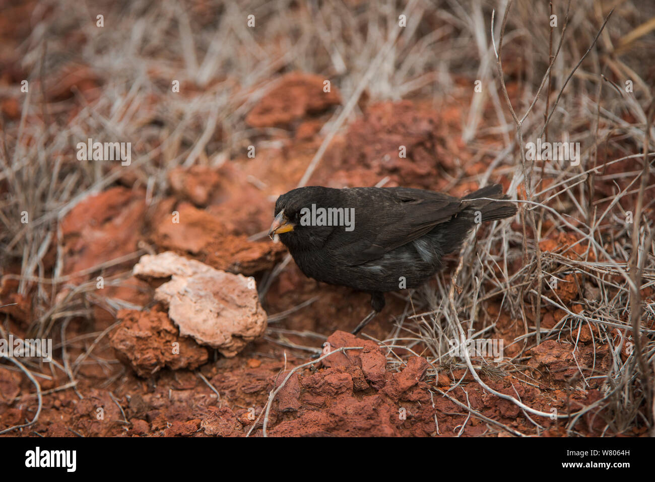 La massa media finch (Geospiza fortis) alimentazione su grasshopper, Galapagos. Foto Stock