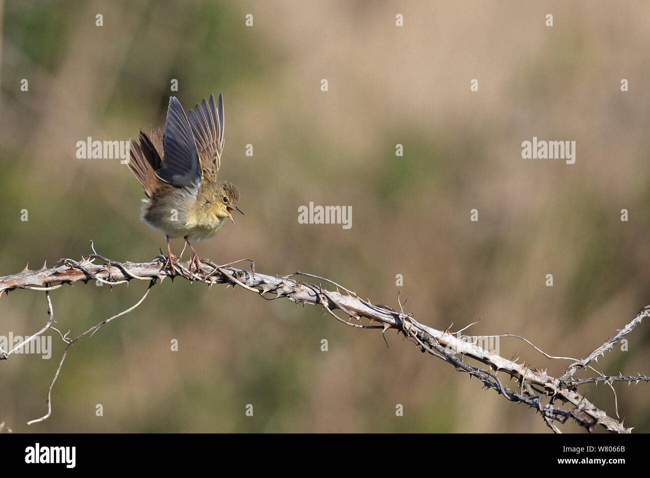 Grasshopper trillo (Locustella naevia) cantando su thorn, Norfolk, Inghilterra, Regno Unito, Aprile. Foto Stock