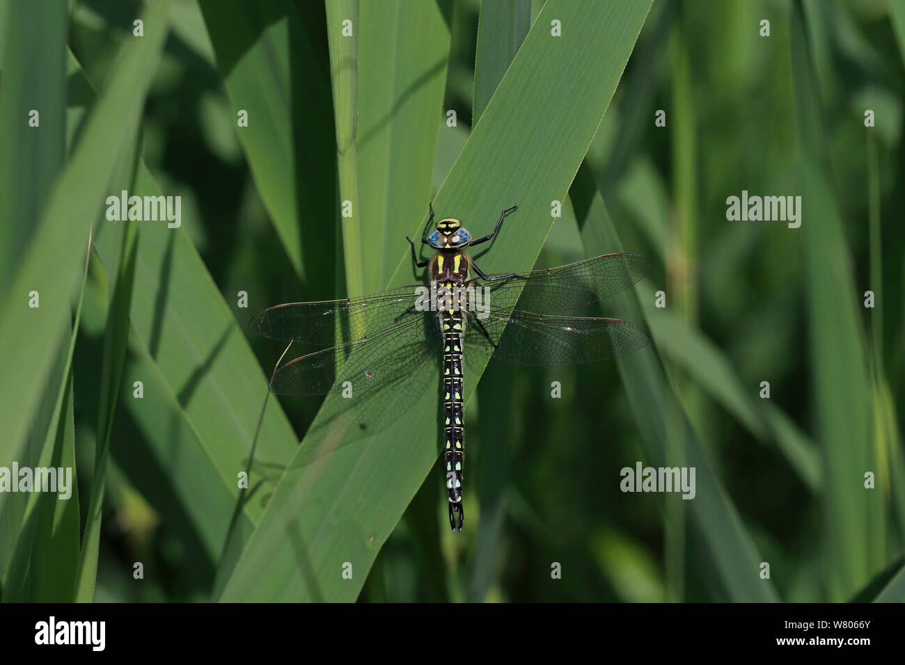 Hairy hawker dragonfly (Brachytron pratense) Norfolk, Inghilterra, Regno Unito, Giugno. Foto Stock