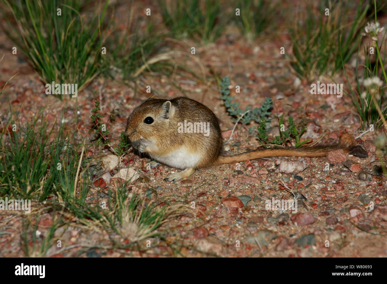 Il mongolo gerbillo (Meriones unguiculatus) nel suo habitat naturale, il nord del deserto dei Gobi, Mongolia, Agosto. Questa specie è comunemente tenuto come un animale domestico. Foto Stock