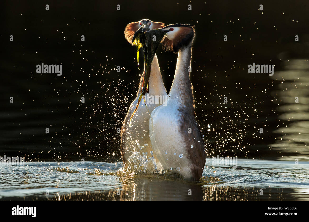 Svasso maggiore (Podiceps cristatus cristatus) corteggiamento danza di erbaccia all'alba, Cardiff, Regno Unito, Marzo. Foto Stock