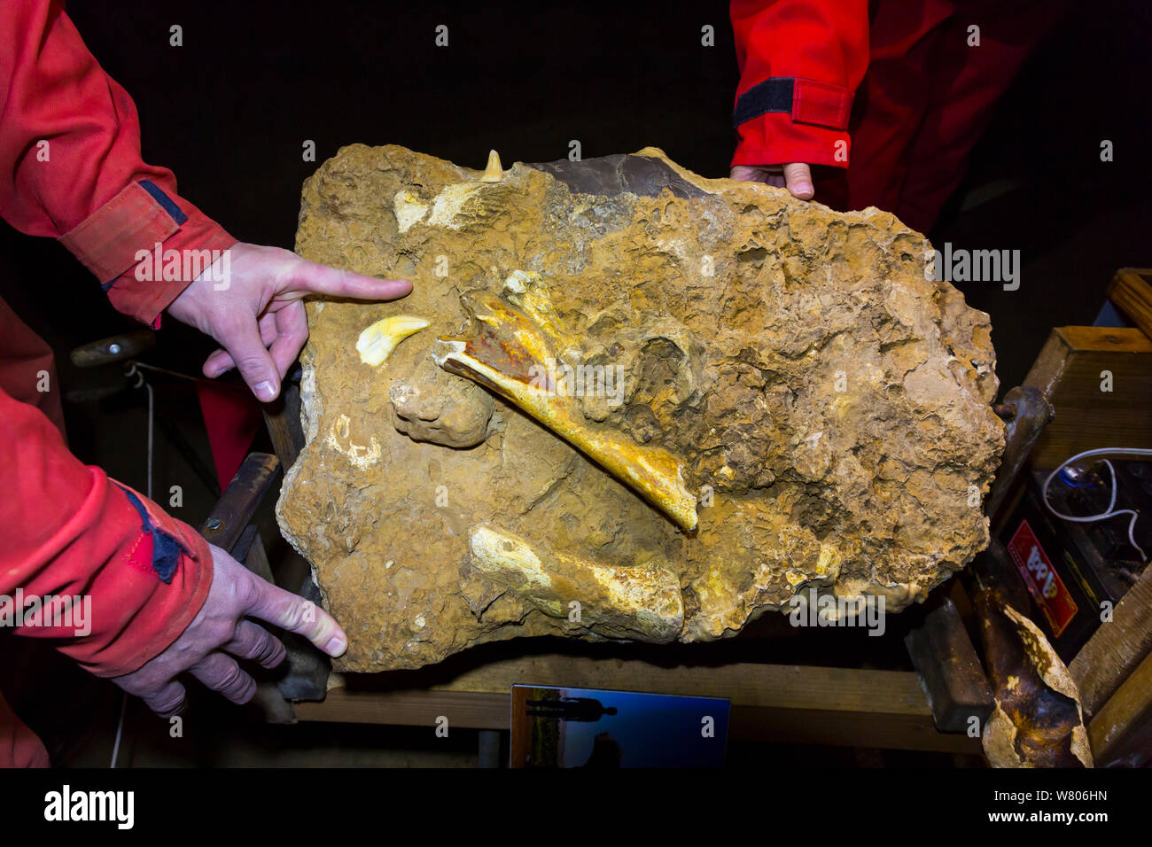 Orso delle Caverne (Ursus spelaeus) combustibili in grotta a croce ( Krizna jama) sotto il monte Croce, Verde Carso, Slovenia, ottobre 2014. Foto Stock