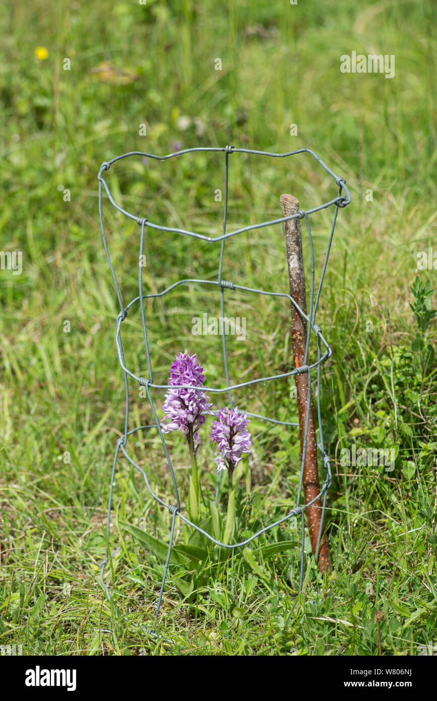 Orchidea militare (Orchis militaris) fiore, protetto dalla gabbia di fili, Buckinghamshire, Inghilterra, Regno Unito, maggio. Foto Stock