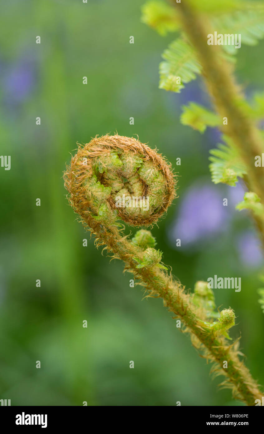 Squamosa felce maschio (Dryopteris pseudomas) dispiegarsi frond. Surrey, Inghilterra, Regno Unito, maggio. Foto Stock