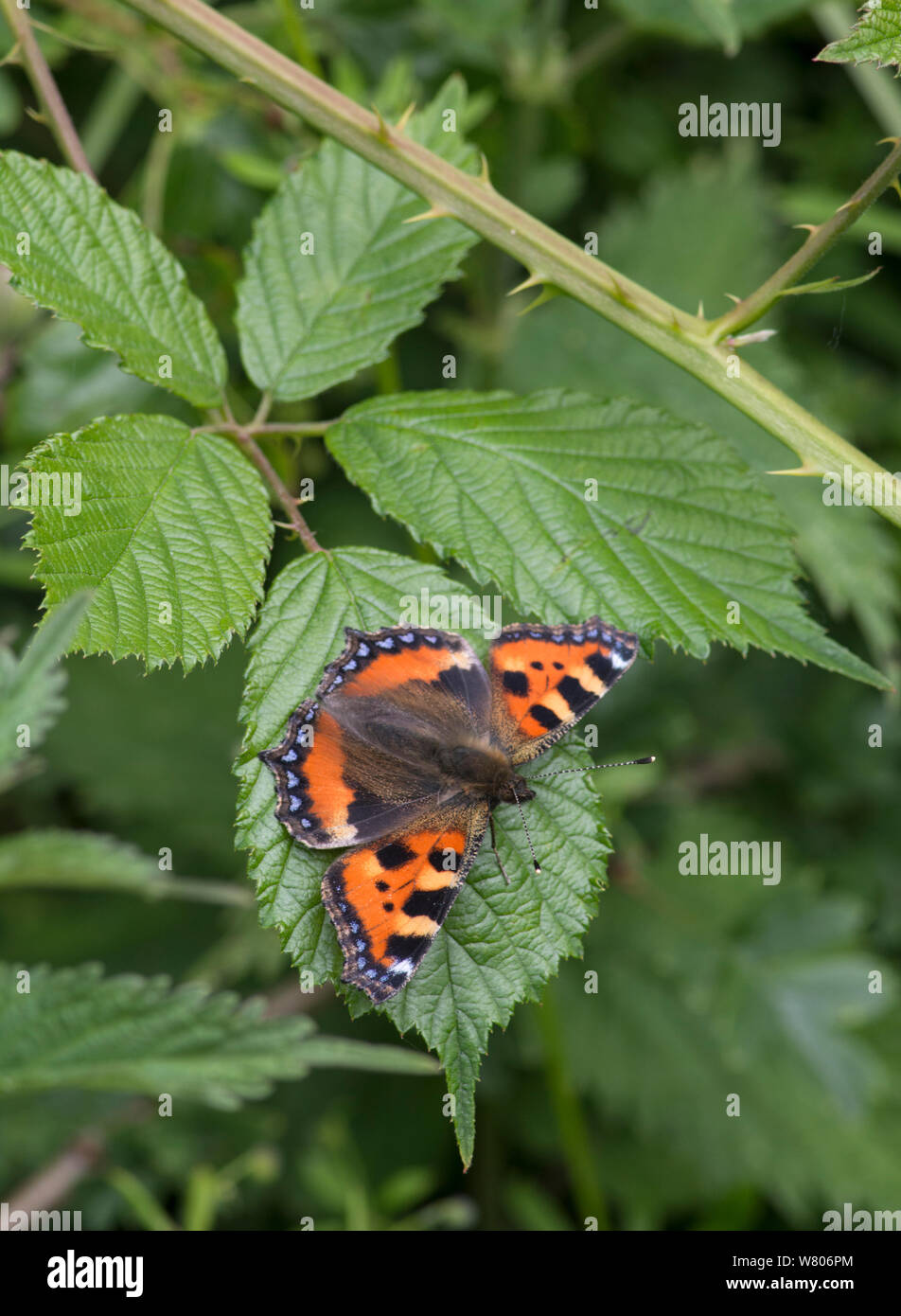 Piccola tartaruga butterfly (Aglais urticae) Surrey, Inghilterra, Regno Unito, Giugno. Foto Stock