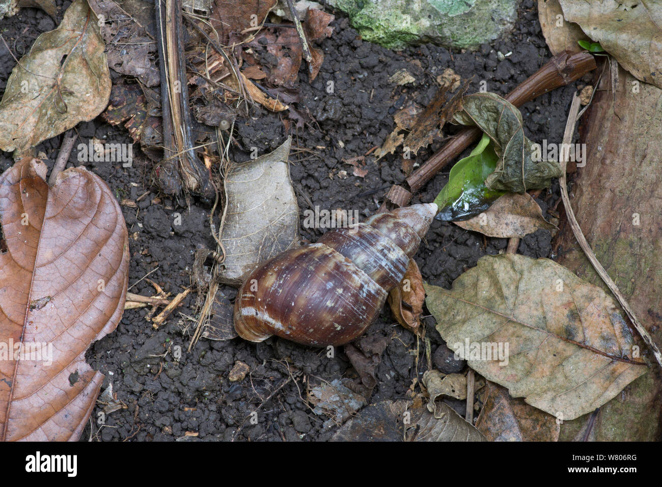 Giant terra africana (lumaca Achatina fulica) Barbados. Invasiva specie di peste. Foto Stock