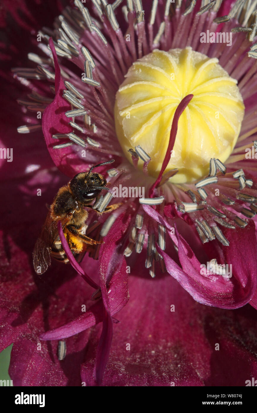 European miele delle api (Apis mellifera) raccogliere il polline