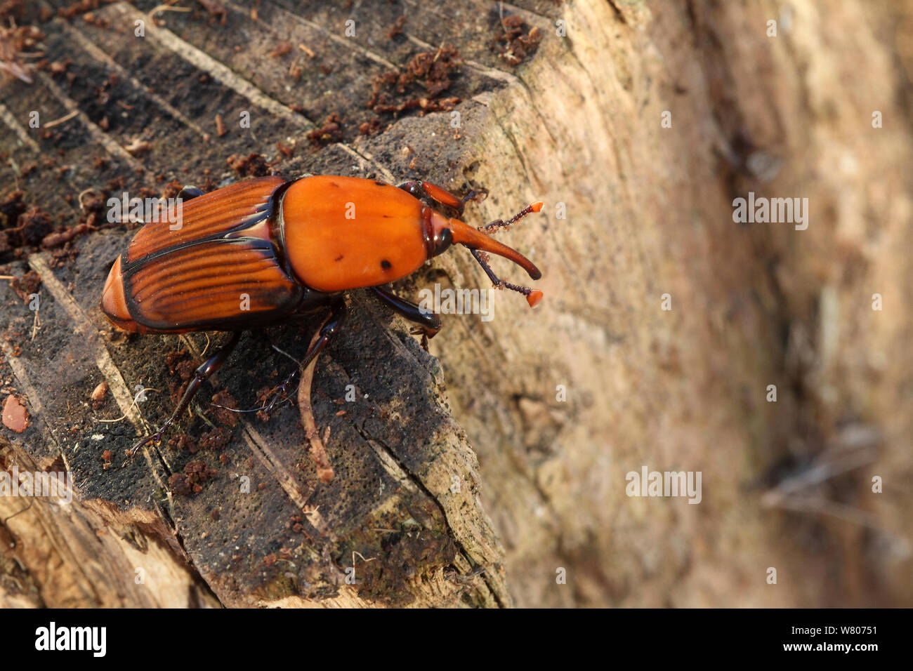 Rosso curculione palm (Rhynchophorus ferrugineus) maschio su legno, Var, Provenza, Francia Foto Stock