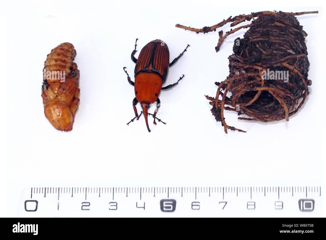 Rosso curculione palm (Rhynchophorus ferrugineus) con il suo bozzolo e ninfa, e un righello per la scala. Contro uno sfondo bianco, Var, Provenza, Francia, gennaio. Invasiva specie di peste. Foto Stock