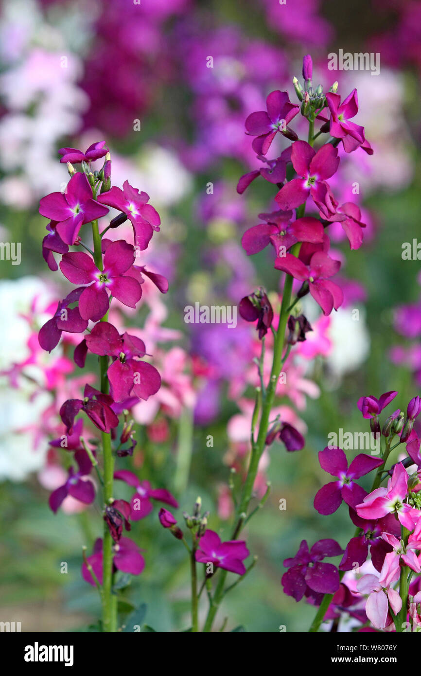 Fiori a parete cultivar Erysimum (sp) fiori in un giardino botanico, Hyeres les palmiers, Var, Provenza, Francia, gennaio. Foto Stock