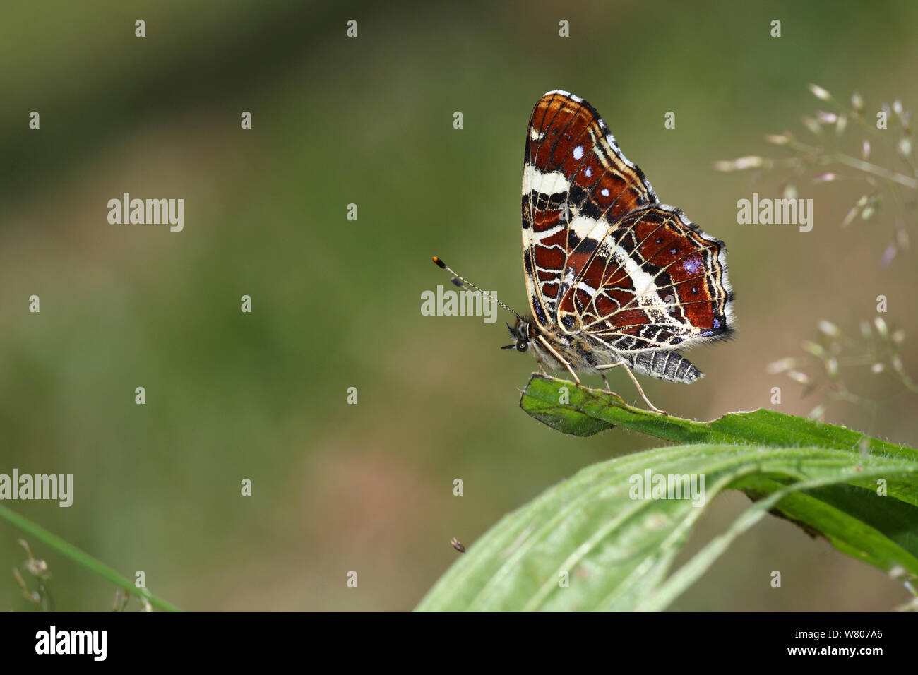 Mappa Butterfly (Araschinia levana) sulla foglia di Ribwort piantaggine (Planzago lanceolata) in un prato, Massat, Ariège, Pirenei, Francia, Luglio. Foto Stock