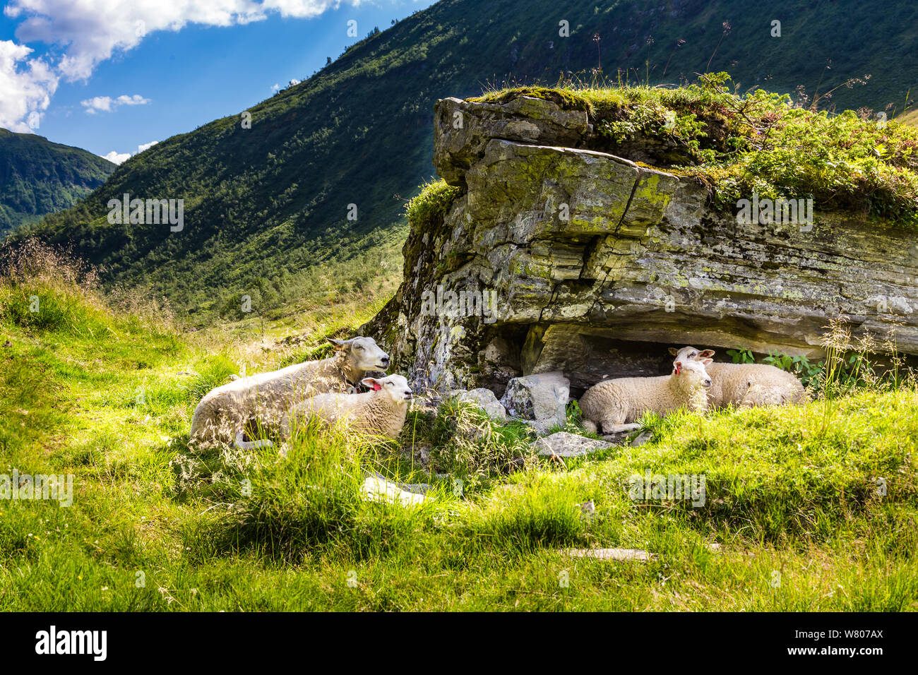 Un grup di ovini in appoggio all'ombra di una grande roccia lungo la strada in Norvegia Foto Stock