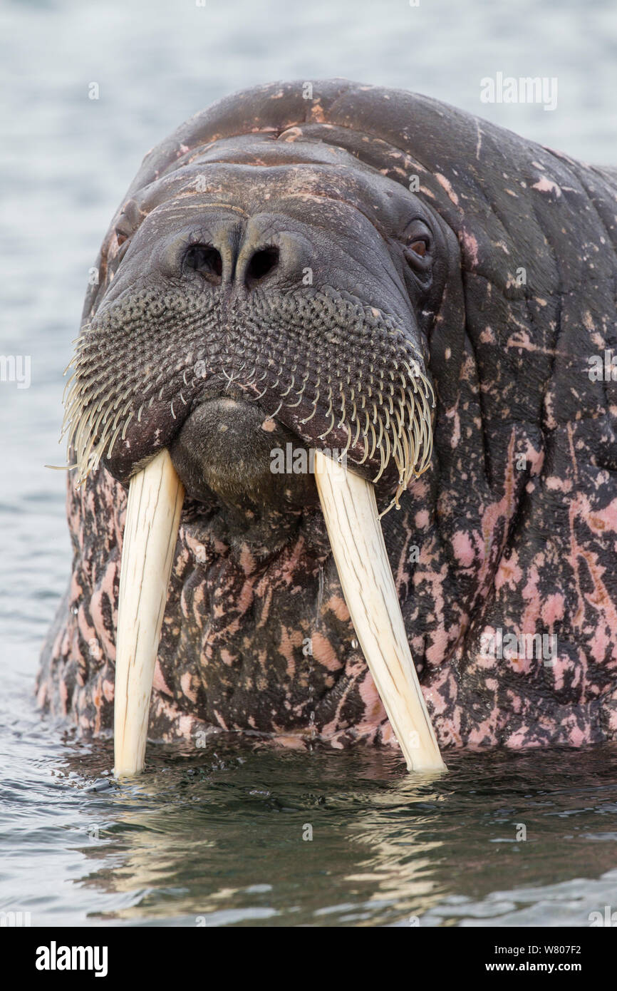 Tricheco (Odobenus rosmarus) tirata fuori in acque poco profonde, Spitsbergen, arcipelago delle Svalbard, Norvegia, Oceano Artico. Luglio. Foto Stock