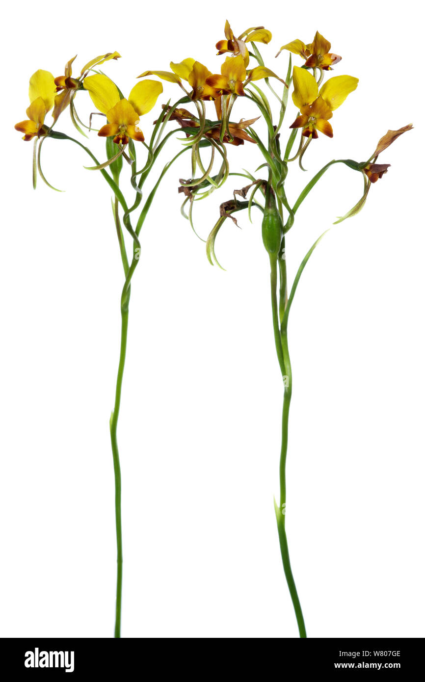 Comune prchid asino (Diuris corymbosa) Perth, Western Australia. Agosto, endemica. Foto Stock