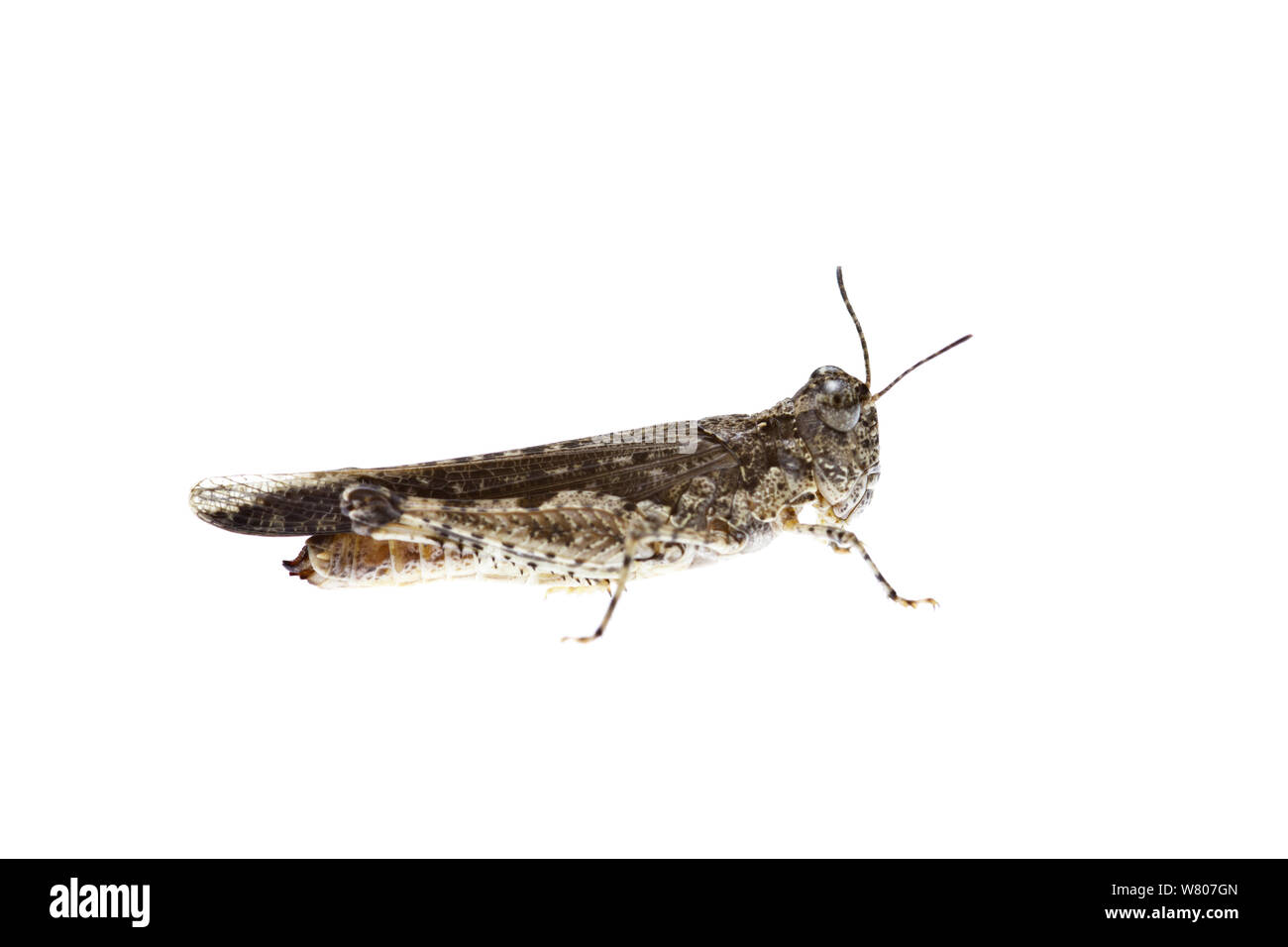 Bandwing comune grasshopper (Pycnostictus seriatus) Perth, Western Australia, Aprile. Foto Stock