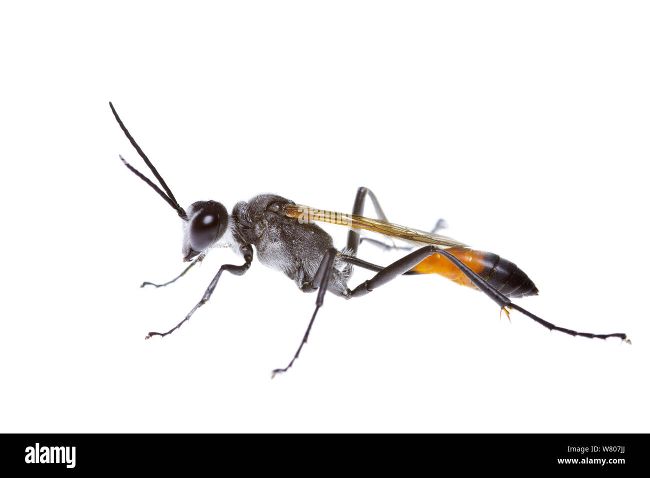 Caccia wasp (Ammophila) trovata nel sud-Western Australia. Novembre. Foto Stock