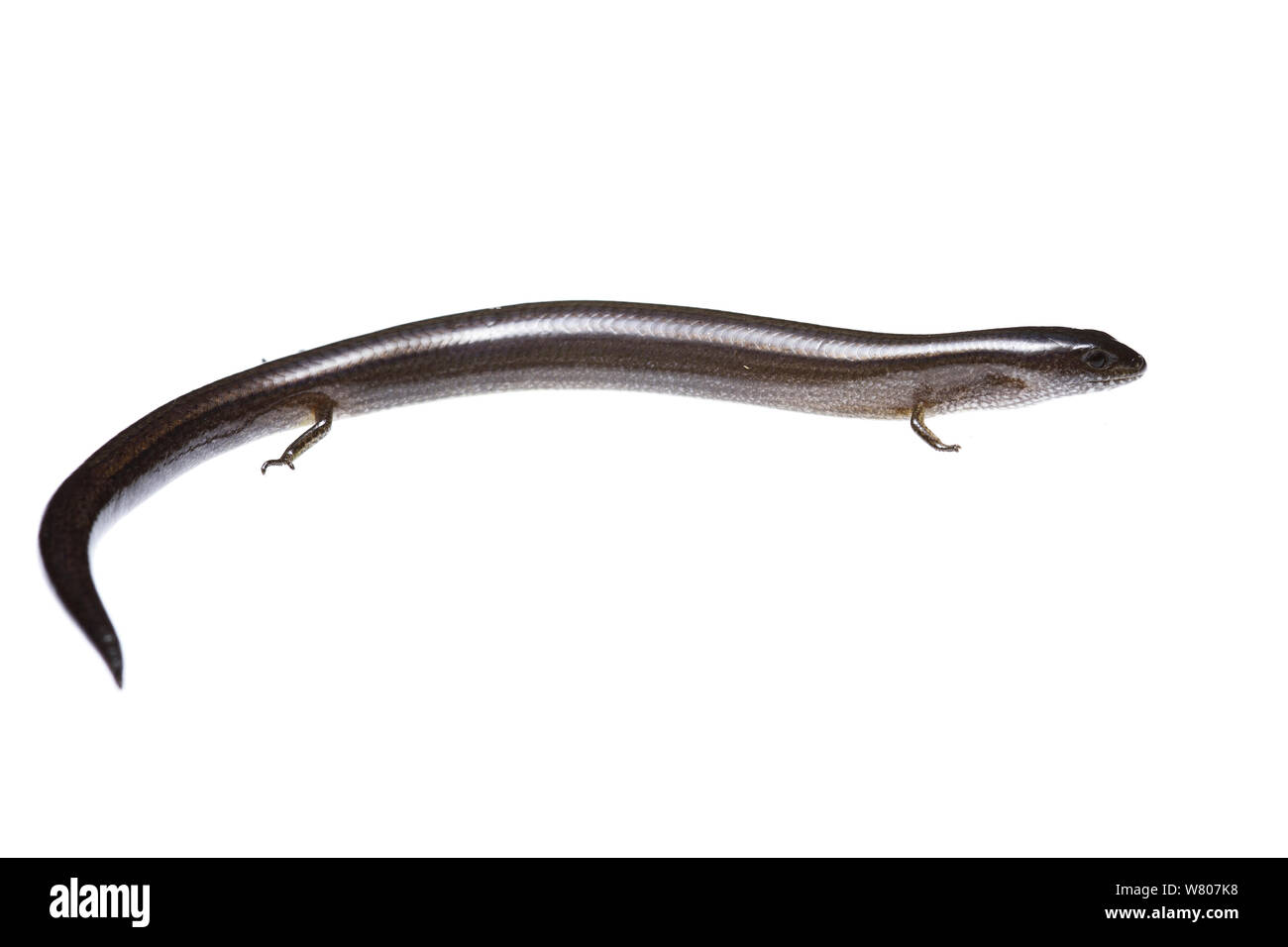 Due-toed earless skink (Hemiergis quadrilineata) Perth, Australia sudoccidentale. Foto Stock