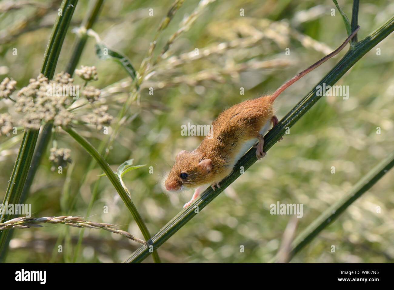 Harvest mouse (Micromys minutus) usando la sua coda di presa per aiutare la sua discesa di un comune hogweed (Heracleum sphondylium) gambo dopo il rilascio nell'ambiente selvatico, Moulton, Northampton, Regno Unito, Giugno. Foto Stock