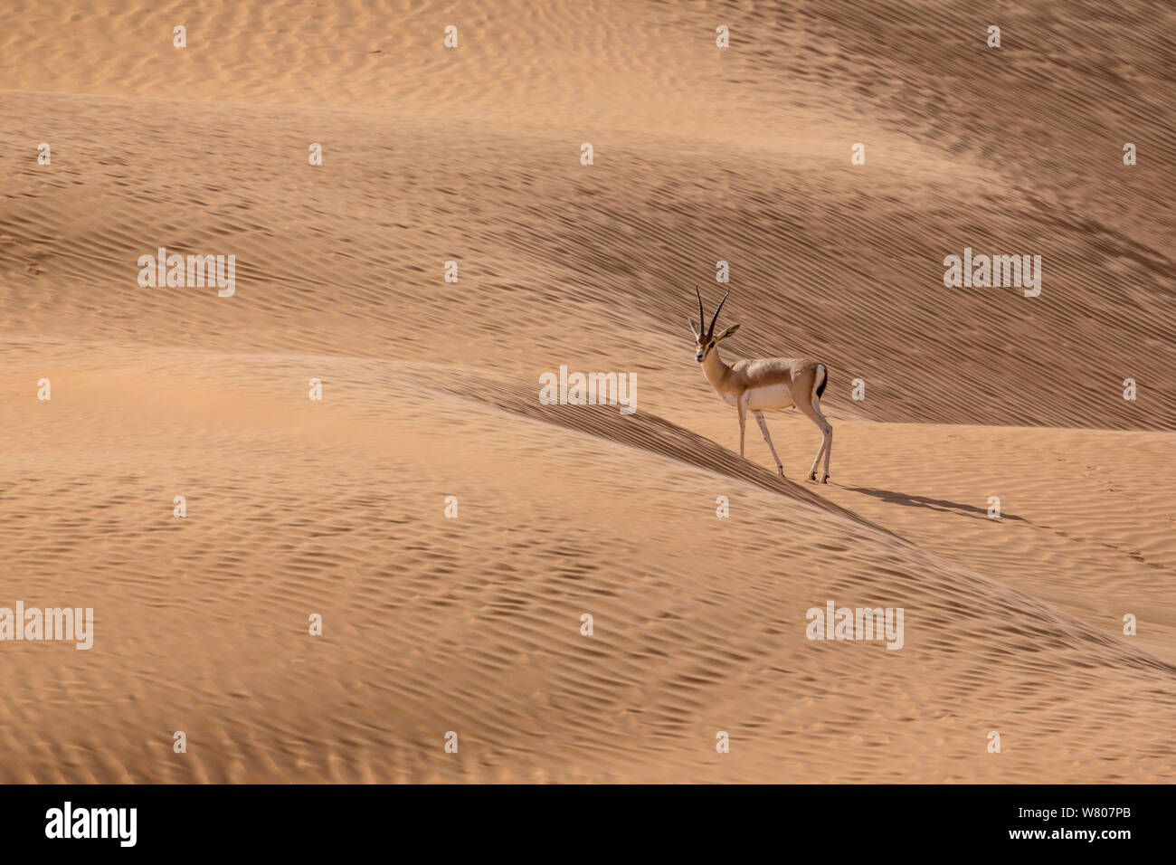 Rhim o snello-cornuto (gazelle Gazella leptoceros loderi) Grande Erg Orientale, Tunisia. In via di estinzione. Foto Stock