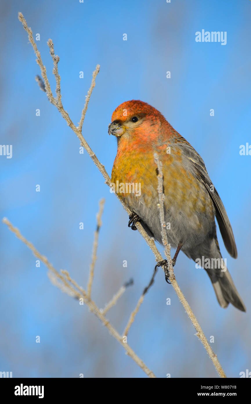 Pine grosbeak (Pinicola enucleator) su un ramoscello congelati contro un cielo blu chiaro, Tartumaa, Estonia, Foto Stock