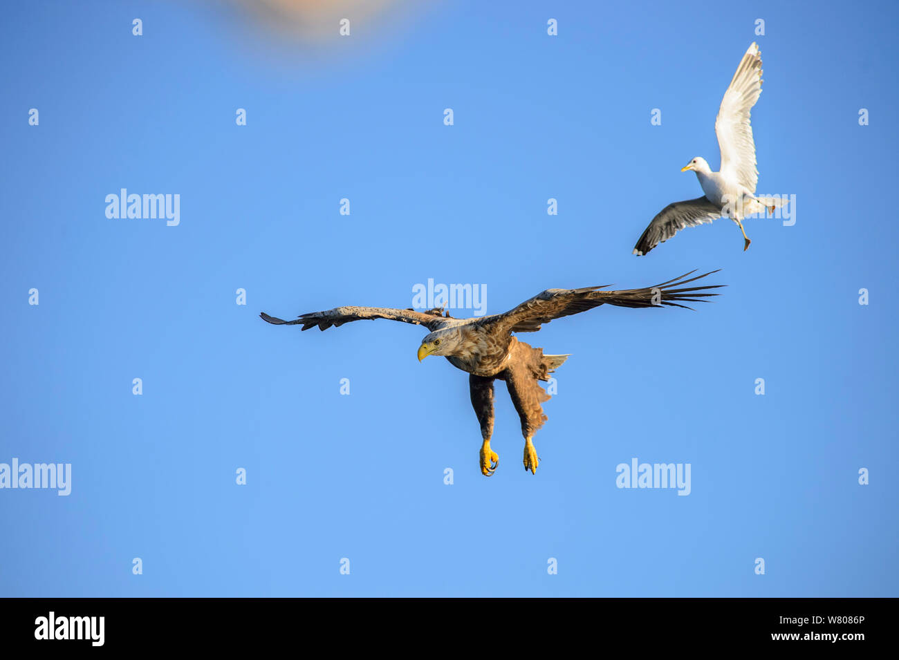 Aringa gabbiano (Larus argentatus) mobbing bianco-tailed sea eagle (Haliaeetus albicilla) Norvegia, Luglio. Foto Stock