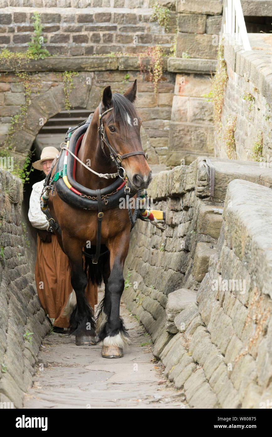 Sue Day, in un abito Vittoriano, trascina il suo progetto di cavallo attraverso un tunnel di cavalli per il traino, Maria, un 1814 narrowboat in legno, sui Navigli, vicino Marple, Metropolitan Borough of Stockport, Greater Manchester, Inghilterra. Luglio 2015. Foto Stock