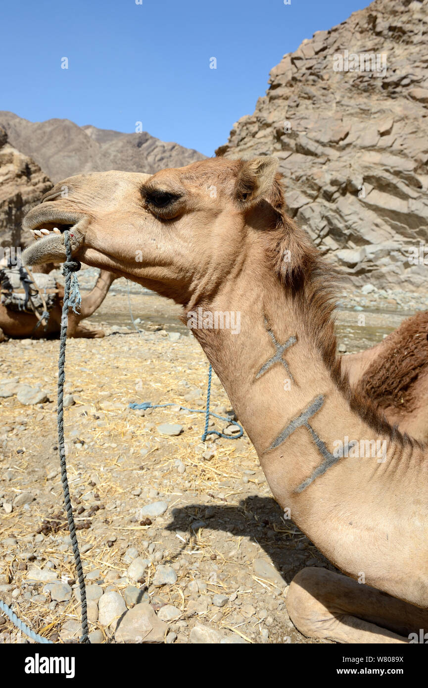 La testa e il collo del caravan di dromedario camel (Camelus dromedarius) con marchio, Saba canyon, Danakil depressione, regione di Afar, Etiopia, marzo 2015. Foto Stock